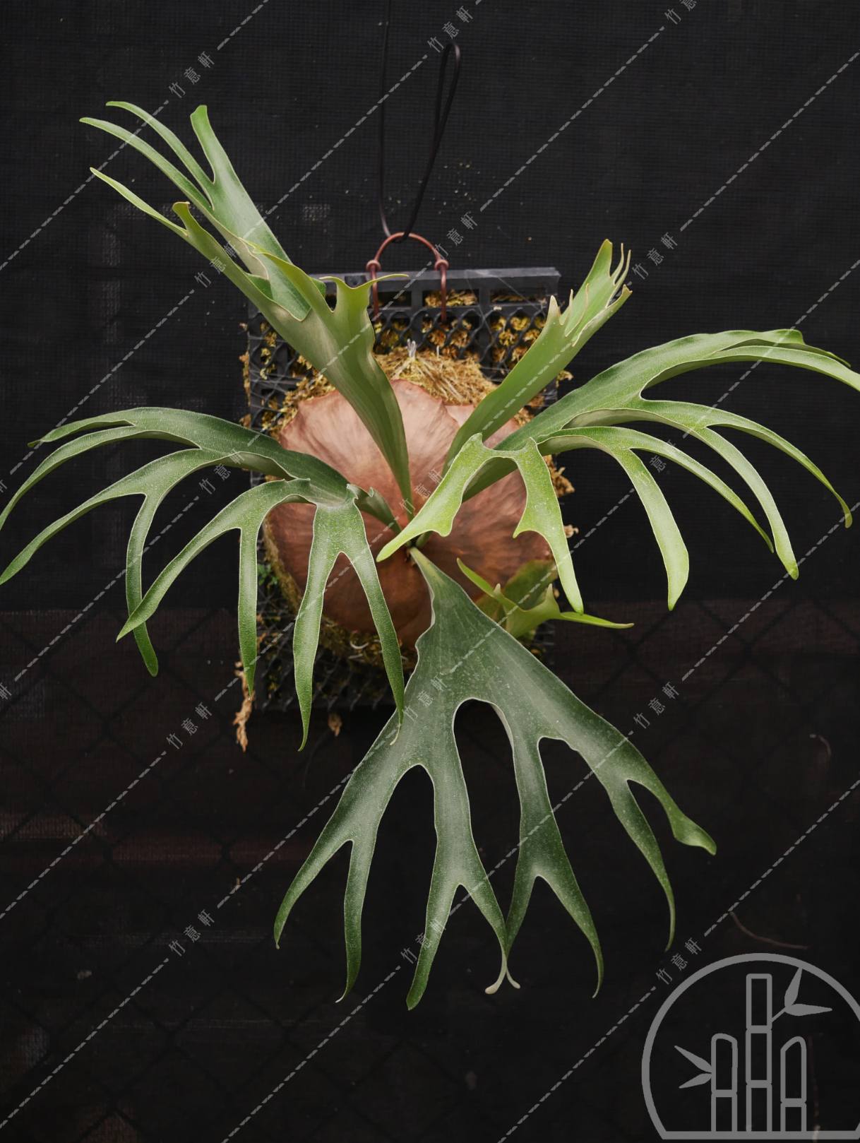 Gorgon鹿角蕨