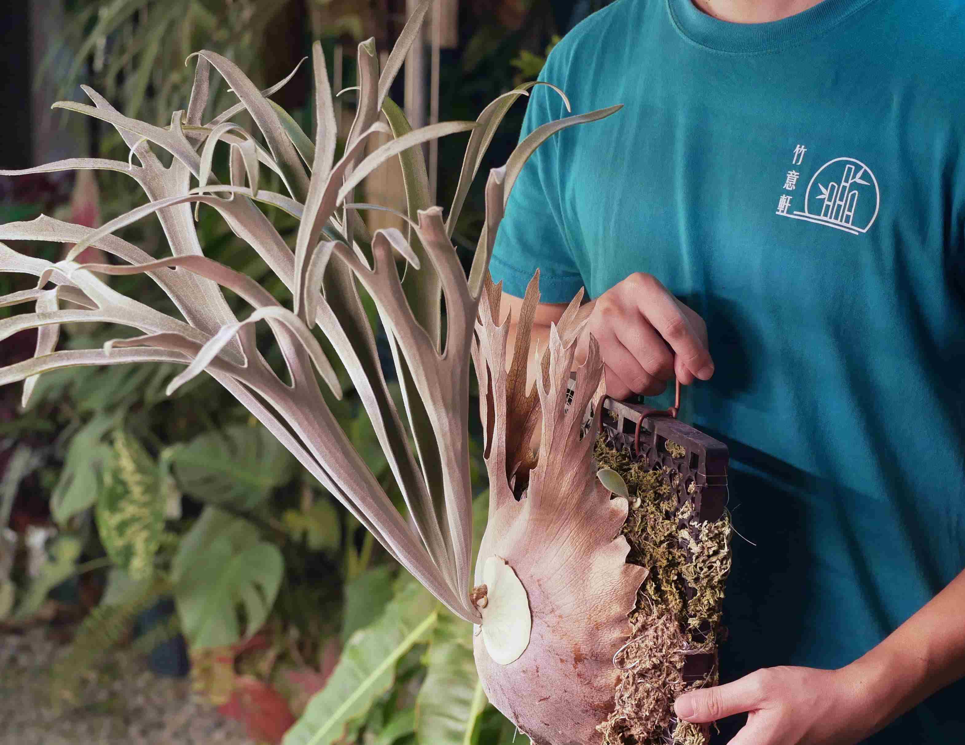竹意軒照片